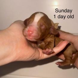 Sunday - Apricot female Goldendoodle puppy in Suring, Wisconsin from Black Oak Doodles