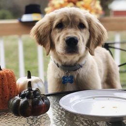 Golden Retriever Puppies from Virginia Golden’s