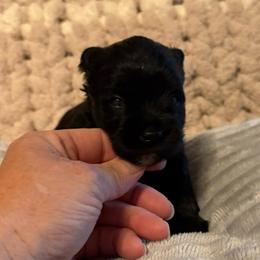 Juni - Black female Miniature Schnauzer puppy in Atoka, Oklahoma from Boggy Depot Cavaliers & Friends