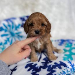 Oreo - Apricot male Cavapoo puppy in Reeds Spring, Missouri from As Good As Goldendoodles and more
