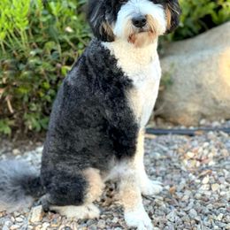 Shiloh - Bernedoodle