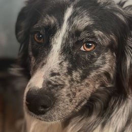 Acadia - Australian Shepherd