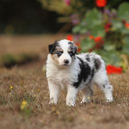 Border Collie Puppies from Midnight Border Collies