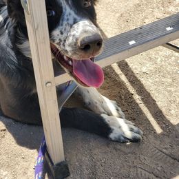 "Harper" Male Puppy # 4 - Black Border Collie puppy in Avondale, Colorado from JiJin Kennels