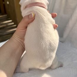 French Bulldog Puppies from Hope Mountain French Bulldogs