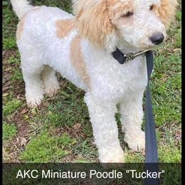 Aussiedoodle, Cavapoo, and Poodle All Grown Up from B&M Cottonwood Canines