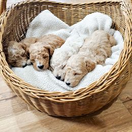 Cavapoo puppies from Good Shepherd Homestead
