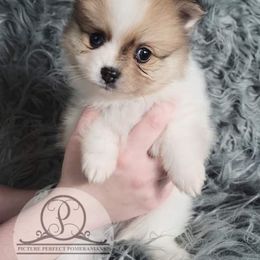 Pomeranian Puppies from Picture Perfect Pomeranians
