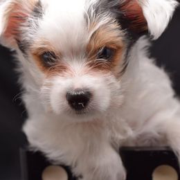 Biewer Terrier and Yorkshire Terrier Puppies from King's Kennel