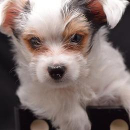 Biewer Terrier and Yorkshire Terrier Puppies from King's Kennel