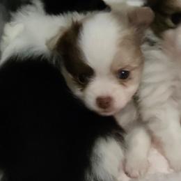 Willows chocolate Merle - Chocolate merle female Pomeranian puppy in Maplefalls, Washington from Snow peak poms