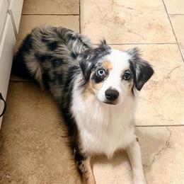 Duncan's Third Times a Charm - Blue merle female Miniature Australian Shepherd puppy in Watson, Louisiana from Duncan’s Miniature Australian Shepherds