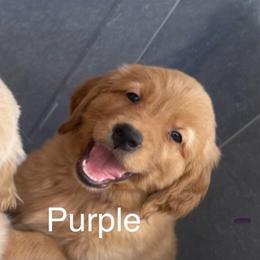 Purple collar female of Snow - Dark golden female Golden Retriever puppy in Yucaipa, California from Blessed Goldens