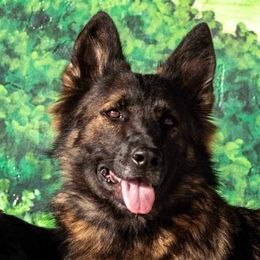Azara - German Shepherd
