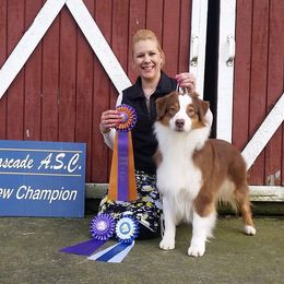 Velvet - Australian Shepherd