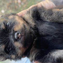 Pomeranian Puppies from Silver’s Reigning Heir Poms
