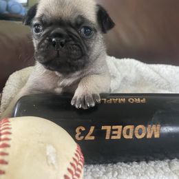 Kit - Fawn female Pug puppy in Hanover, Virginia from Pure Pugs