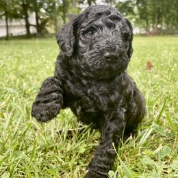 Goldendoodle Puppies from Truly More Doodles