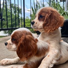 Jack - Cavalier King Charles Spaniel