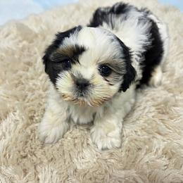 Rob - Tricolor male Shih Tzu puppy in Bourne, Massachusetts from Shih Tzu Pups