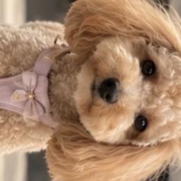 Luna - Poodle