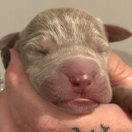 Christian - Silver male Great Dane puppy in Hutchinson, Kansas from Dappled Danes