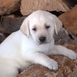 Black - Yellow male Labrador Retriever puppy in Lawton, Michigan from DuckAlly Kennel