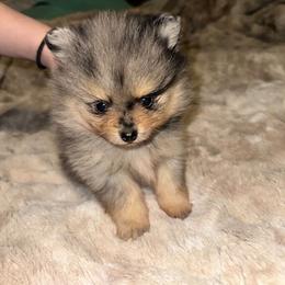 Steve - Blue merle male Pomeranian puppy in Angleton, Texas from Pomeranian Palace, LLC
