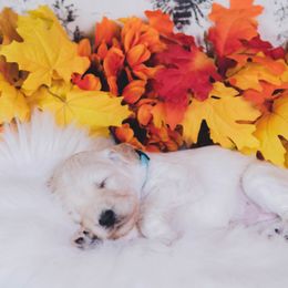 Bordoodle Puppies from 2J 2K Bordoodles LLC
