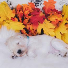 Bordoodle Puppies from 2J 2K Bordoodles LLC