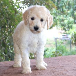 Dachshund and Poodle Puppies from Divine Dachshunds & Divine Poodle Paradise Standard Poodles