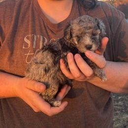 Cookie - Blue merle female Aussiedoodle puppy in Hopkins, Missouri from Mowry Creek Mini Aussiedoodles and More