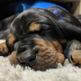 Black and Tan Coonhound and Bracco Italiano Puppies from Old Soul Black & Tan Coonhounds