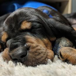 Black and Tan Coonhound and Bracco Italiano Puppies from Old Soul Black & Tan Coonhounds