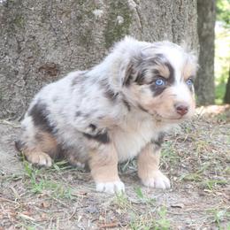 Firefly - Red merle male Australian Shepherd puppy in Macon, Georgia from Shaina’s Shepherds