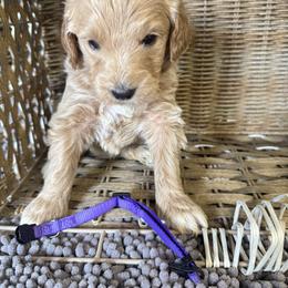 Purple collar - Apricot female Goldendoodle puppy in Valdosta, Georgia from Fifth Day Farm
