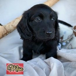Miso - Black female Dachshund puppy in Meadville, Pennsylvania from Four Seasons Dachshunds