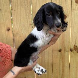 Snickers - Piebald male Dachshund puppy in Mountain Home, Arkansas from The Teacup Homestead Miniature Dachshunds