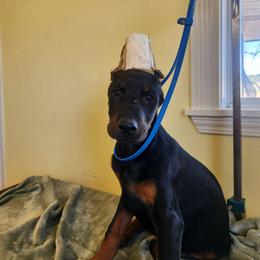 Karra - Black and rust female Doberman Pinscher puppy in Clinton, Arkansas from Shakarri Irish Setters