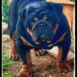 Joey - Black tri-color male Bulldog puppy in Ranson, West Virginia from EMR’s Bulldogs