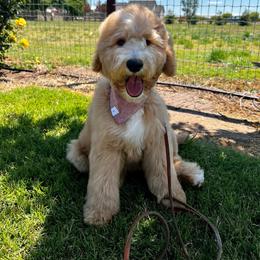 Goldendoodle Puppies from Lundee Doodles