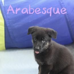 Arabesque - Black and cream female German Shepherd puppy in De Land, Florida from 3B’s Animal Artistry