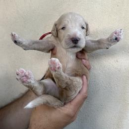 Barrington (Barry) - Fawn and white male Sheepadoodle puppy in Lancaster, Pennsylvania from Bitler Family Puppies