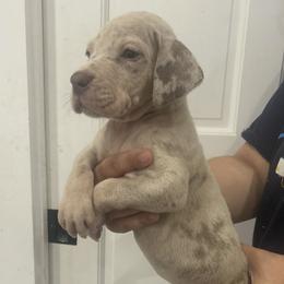 Catherine - Merle female Great Dane puppy in Florida from Beachside Kennels