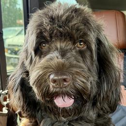 Birdie - Portuguese Water Dog