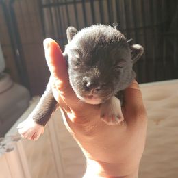 Siberian Husky Puppies from Spirit of the Moon Siberians