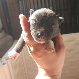 Siberian Husky Puppies from Spirit of the Moon Siberians