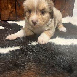 Miniature Australian Shepherd Puppies from Lil Lain Farms