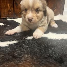 Miniature Australian Shepherd Puppies from Lil Lain Farms