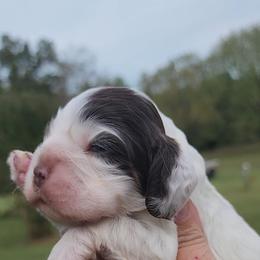 AKC UNO - Brown and white female Cocker Spaniel puppy in New Market, Tennessee from Down in the Holler